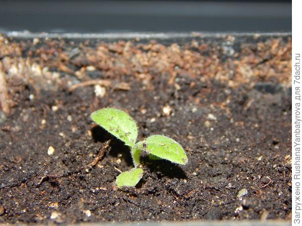 Глянь на малюську! вторая такая же.