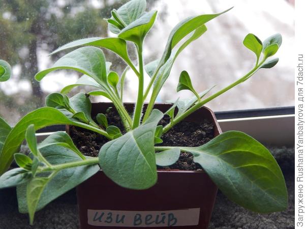 А это вторая.