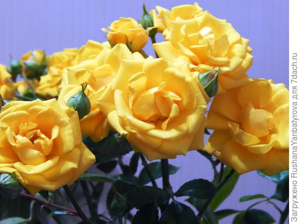 С Днем рождения,Ирина!