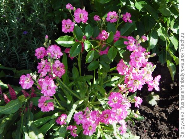 В 2020г левкои росли с розами, вероникой и лавандой.