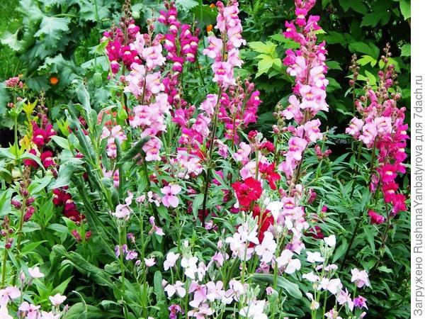 Левкои простые с львиным зевом.