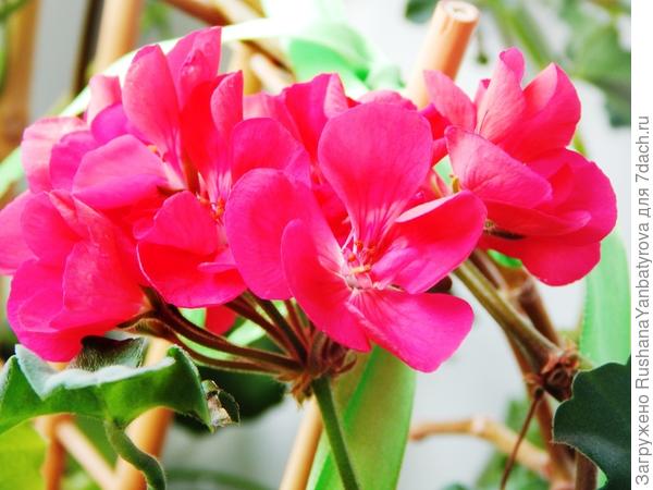 Герани зацветают одна за другой.