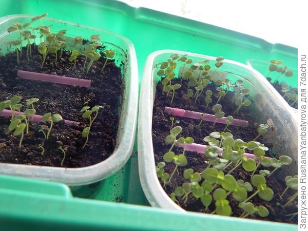 Эти из своих семян. Один раз продергала, еще прорежу.а