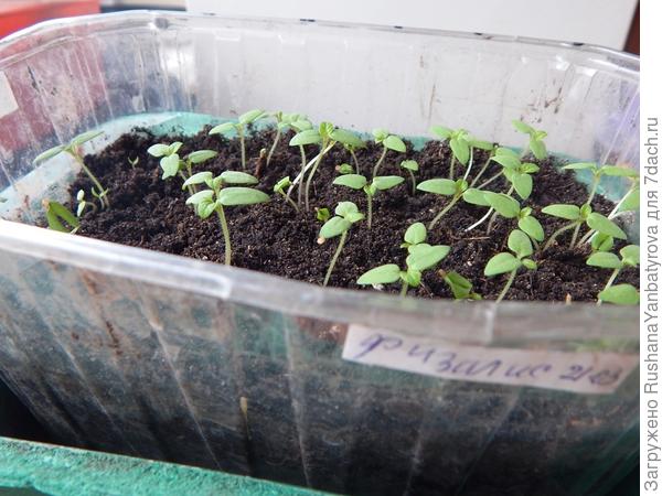 Вот плошка с физалисом. его сразу в глубокую сею, потом землю подсыпаю.