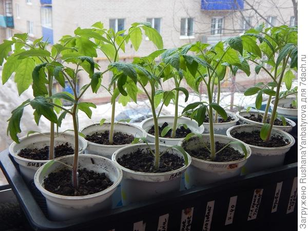 Февральские, а ними справа виден мартовский малыш.