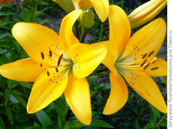 С Днем рождения,Ирина!