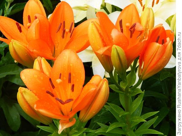 С Днем рождения,Света!