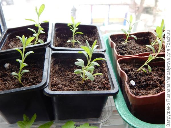 Это уже подросшие. Смотри, у них настоящие листья узкие, а у твоего переростка круглые почти.