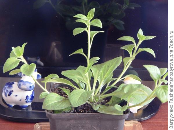 Эта чуток меньше.