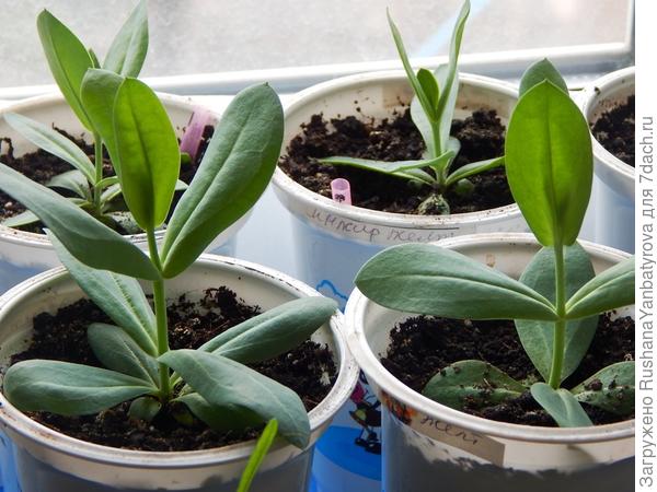 Вот такие они (на этикетки не смотрите,девочки, они от томатов остались).