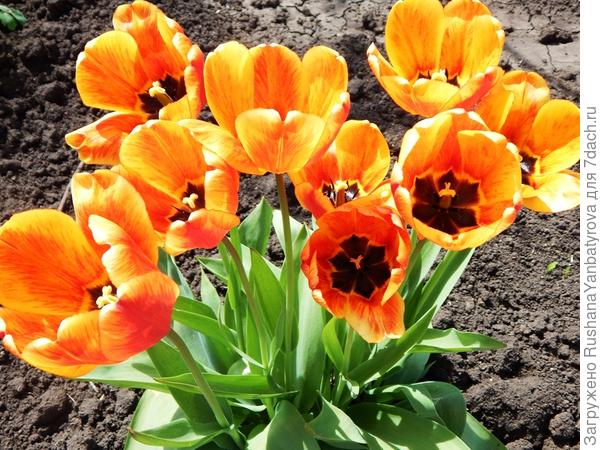 И пусть в душе царит весна!