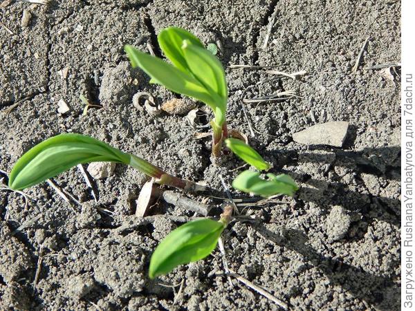 Три такие семейки!