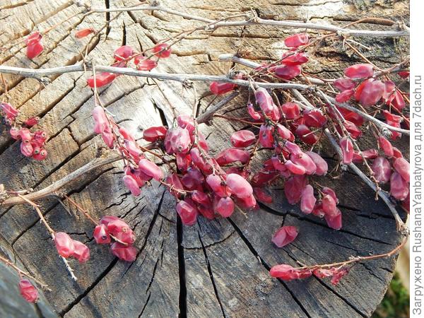 Барбарис в понедельник стригли, а ягодки съели!