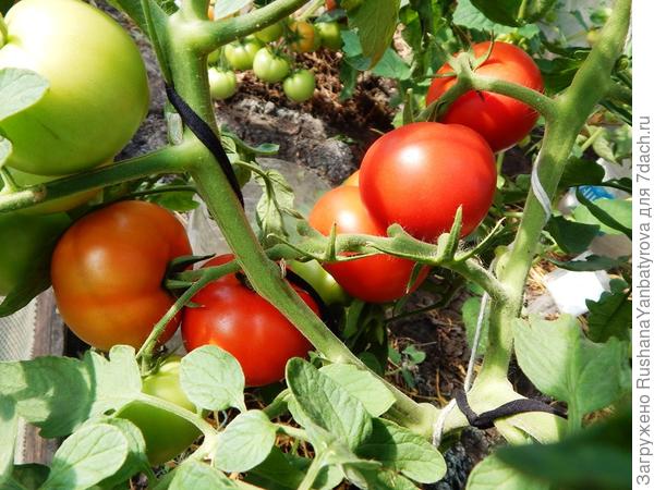 Пример двух стволов.