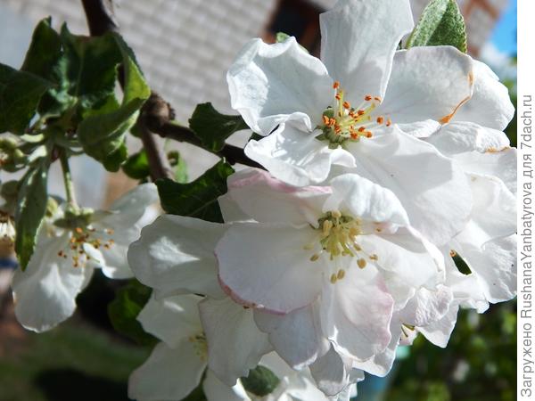 И пусть скорей придет к тебе весна!