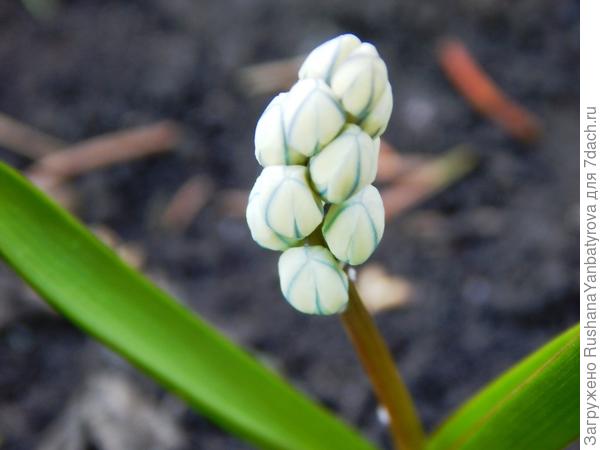 Первый цветок Вам!