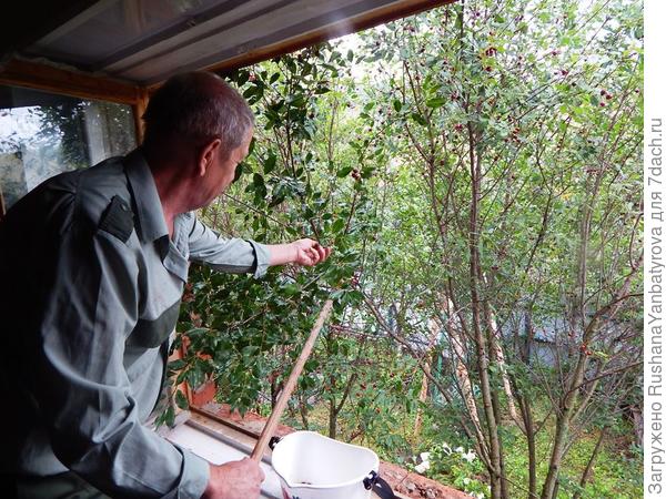 Даже из окна пытаемся собирать, со стремянки не достать.