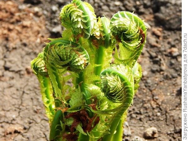 Красавец! Разворачиваются все три!