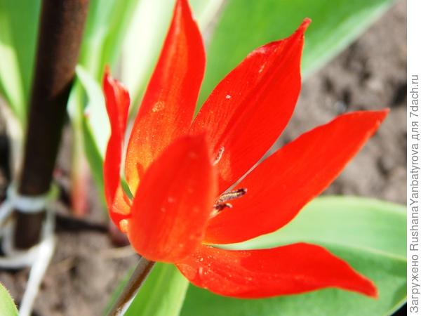 Первый тюльпанчик тебе!