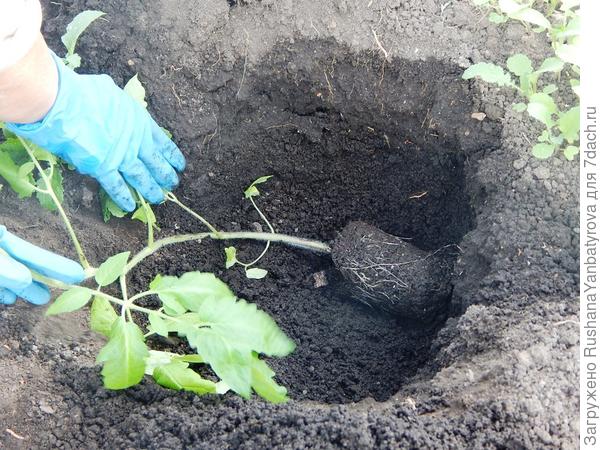Повела стволик вдоль лунки на восток, потом стала поворачивать плавно на север.