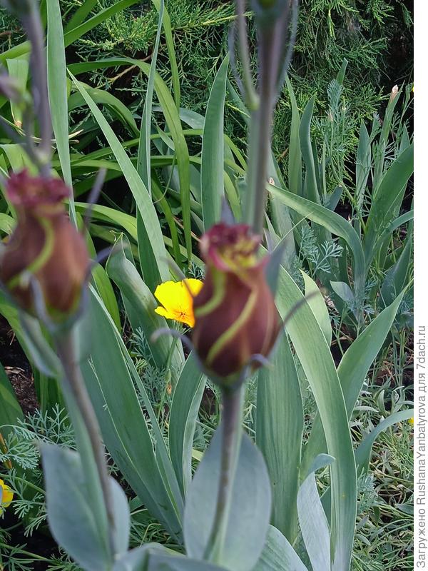 Бутон Красной эустомыяркий лихнис