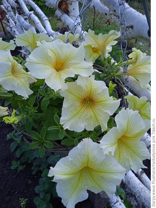 Лемонселло