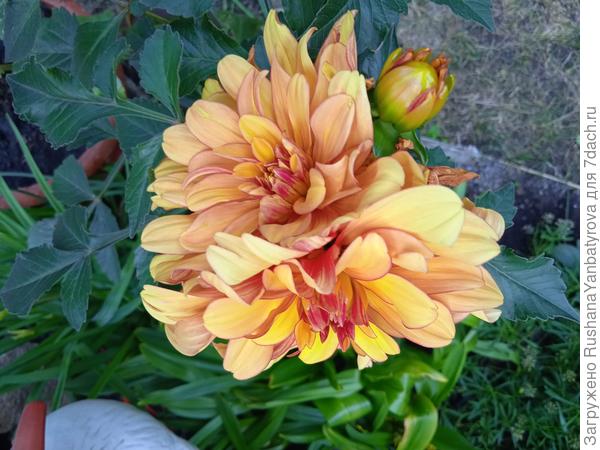 Сиамские близнецы