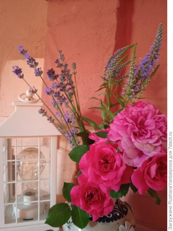 Букетик июня. Лаванда зацвела.