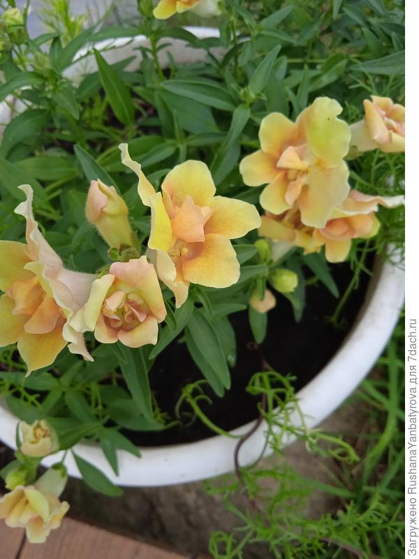 Львята Твинни