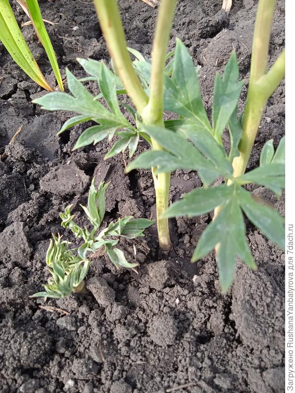 Близко третий побег