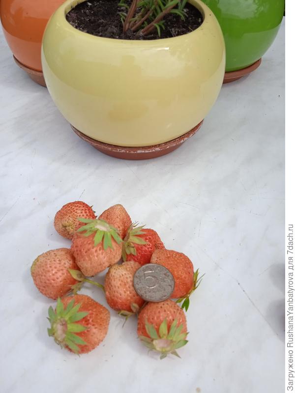 Комсомолка.