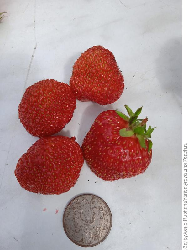 Негритенок