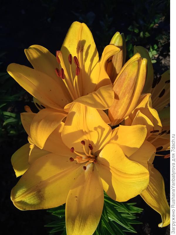 Пусть каждый день будет солнечным!