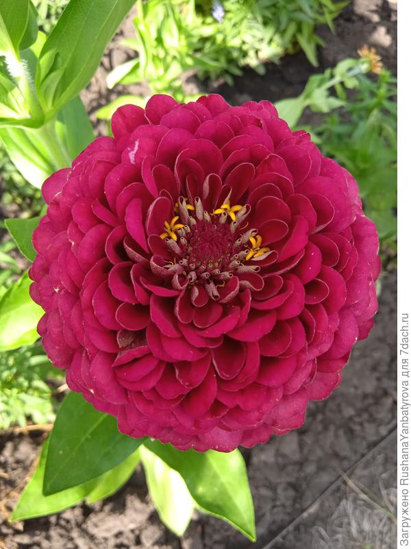 Дарю тебе Вишневую королеву!