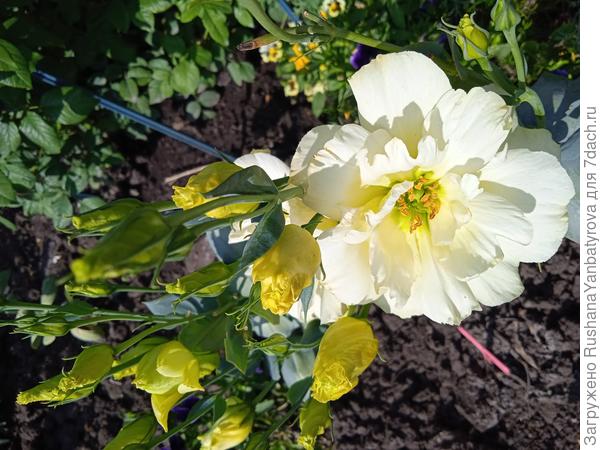 Эустомочка тебе!