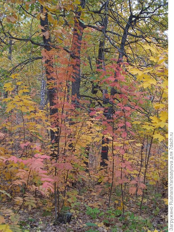 Осень дарит ажур