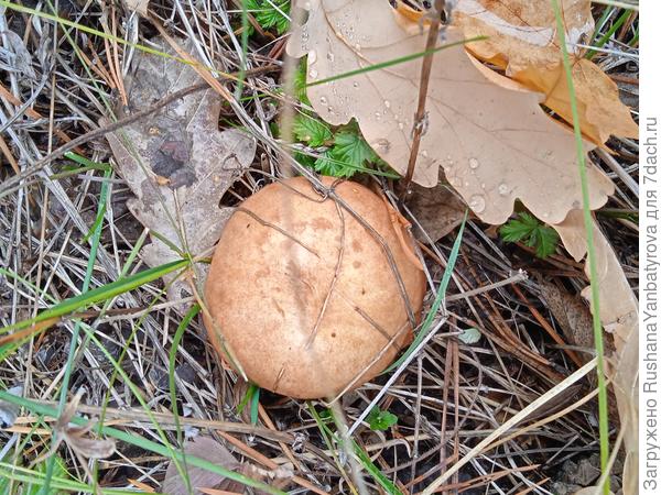 Хорошо осенний рыжик!