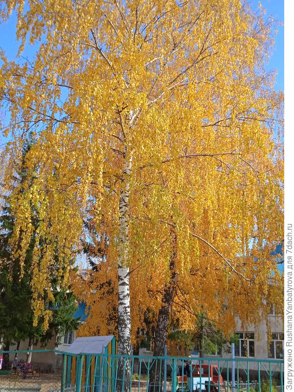 В соседнем детском саду.