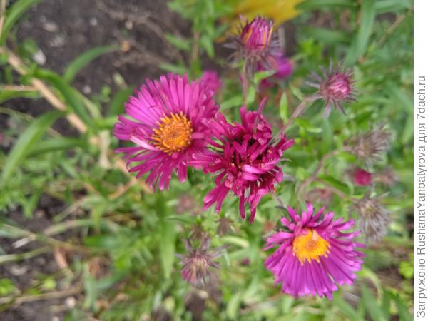 Астра многолетняя(октябринка)