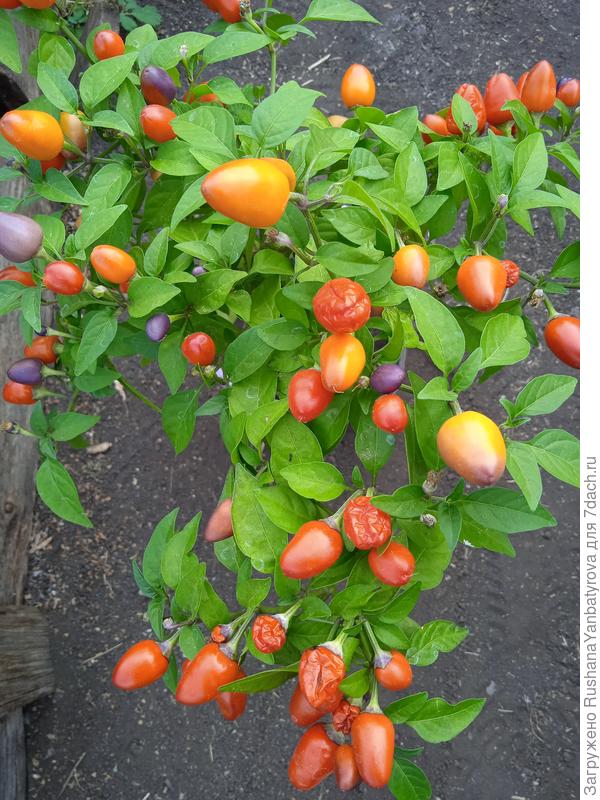 Жгучие красавчики!