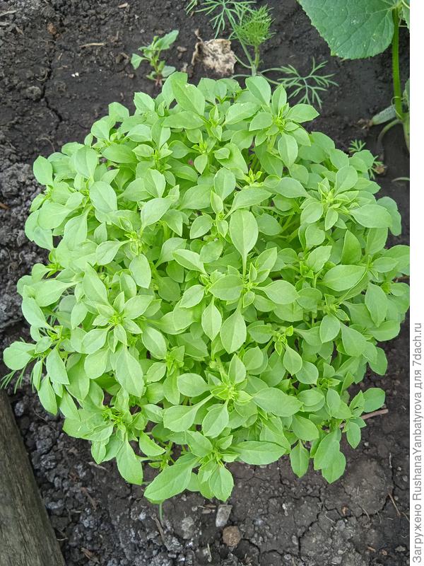 Ароматен и красив базилик Парфюм!