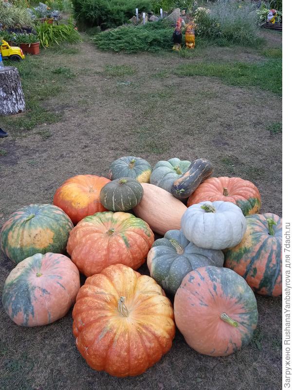 Ну разве не хороши?!