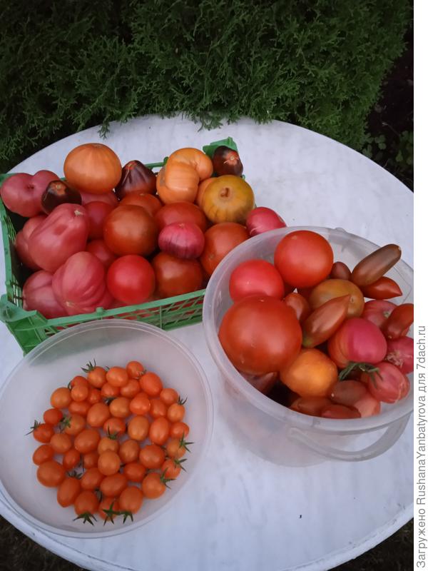 Все цвета и фасоны люблю!