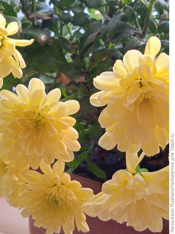 Дарю тебе солнечные мультифлоры! Благодаря тебеначадось мое увлечение ими.