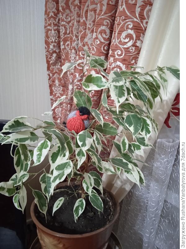 Мой молодой фикус. Вырастила из верхушечного черенка.