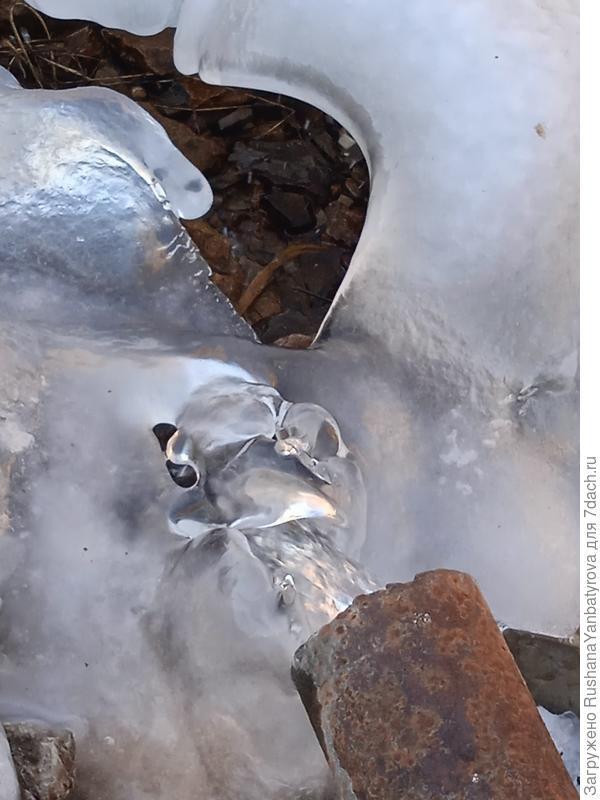 А это ледяная рыбка воду пьет