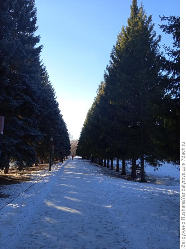 Аллея из елей на проспекте.