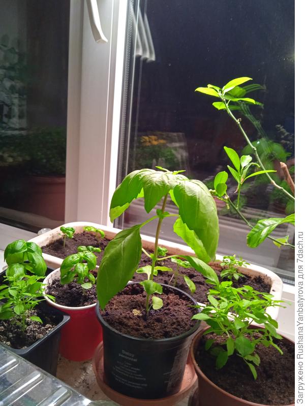 Базилик Валя и Парфюм.