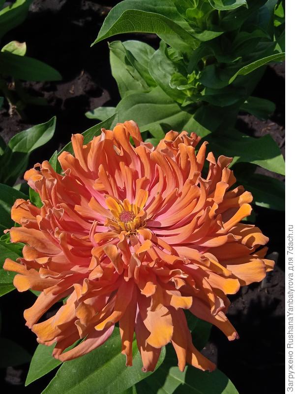 Барпис. Их примерно 7-8 расцветок.