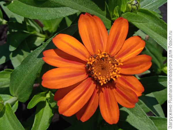 А есть еще белые, желтые, розовые...